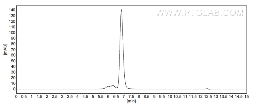 The purity of Mouse CHIT1 was greater than 90% as determined by SEC-HPLC.