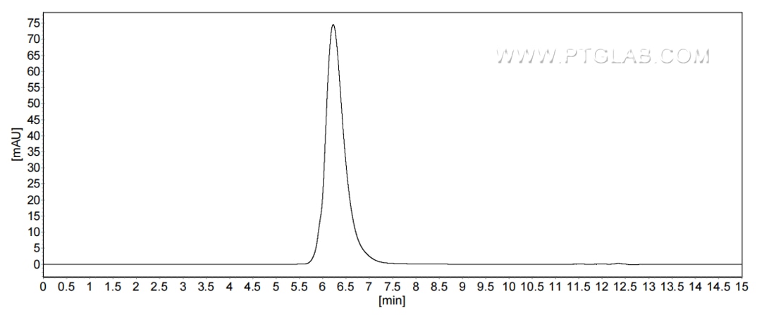 The purity of Human CLEC3B was greater than 90% as determined by SEC-HPLC.