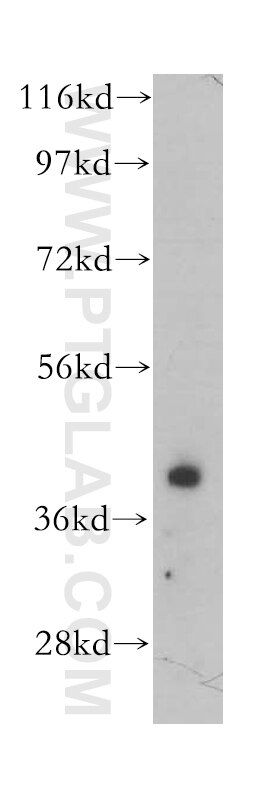 Western Blot (WB) analysis of PC-3 cells using Hepsin Monoclonal antibody (60114-1-Ig)