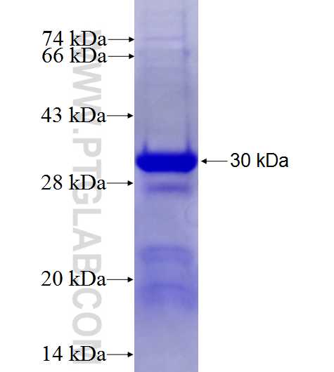 HPN fusion protein Ag27447 SDS-PAGE