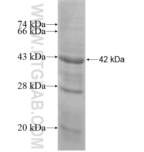 HPN fusion protein Ag15103 SDS-PAGE