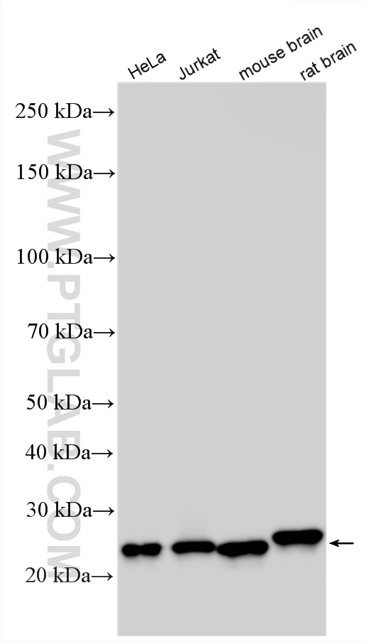 Western Blot (WB) analysis of various lysates using Multi-rAb® HPRT Multi-Recombinant antibody (RMX00095)