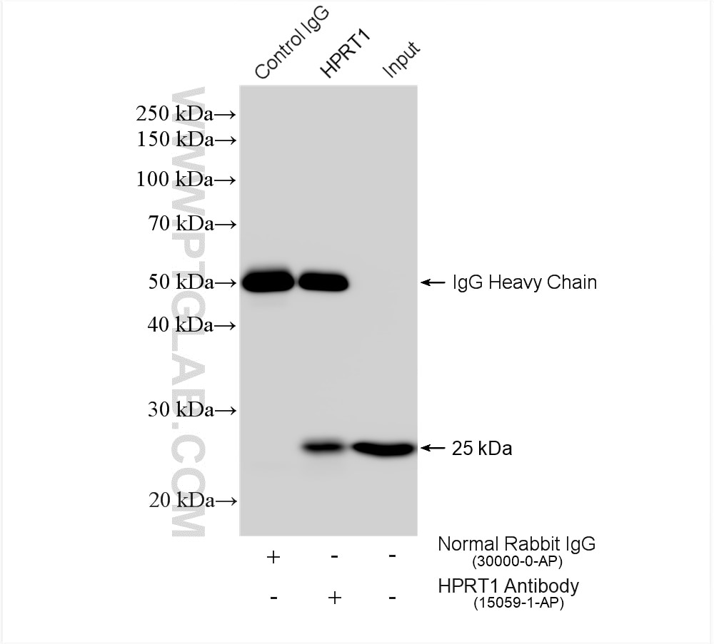 Immunoprecipitation (IP) experiment of mouse brain tissue using HPRT1 Polyclonal antibody (15059-1-AP)