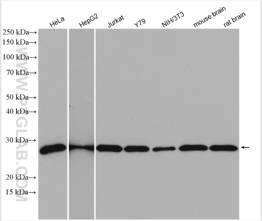 Western Blot (WB) analysis of various lysates using HPRT1 Polyclonal antibody (15059-1-AP)