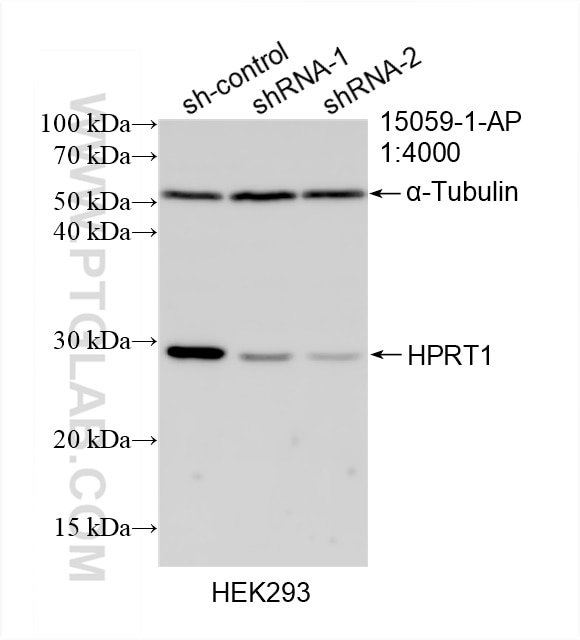 Western Blot (WB) analysis of HEK-293 cells using HPRT1 Polyclonal antibody (15059-1-AP)