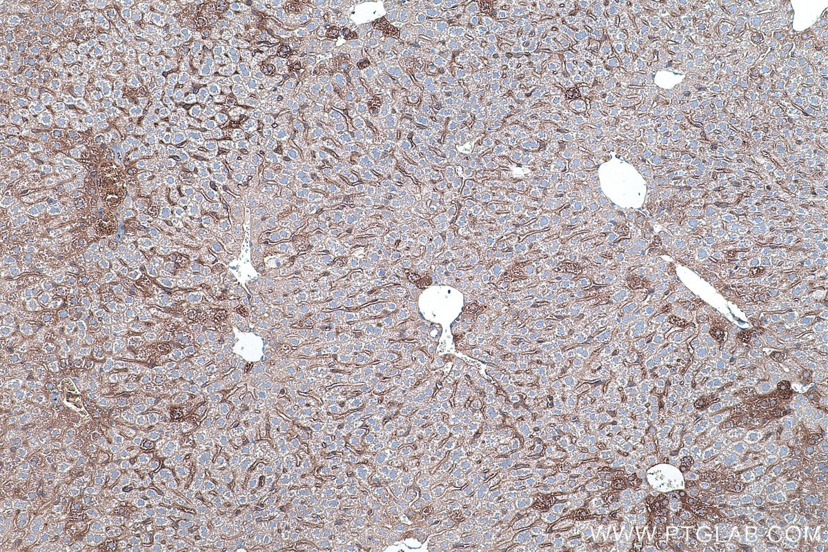 IHC staining of mouse liver using 67518-1-Ig