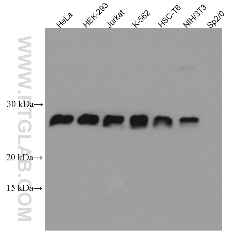 Western Blot (WB) analysis of various lysates using HPRT1 Monoclonal antibody (67518-1-Ig)