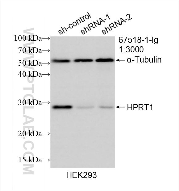 Western Blot (WB) analysis of HEK-293 cells using HPRT1 Monoclonal antibody (67518-1-Ig)