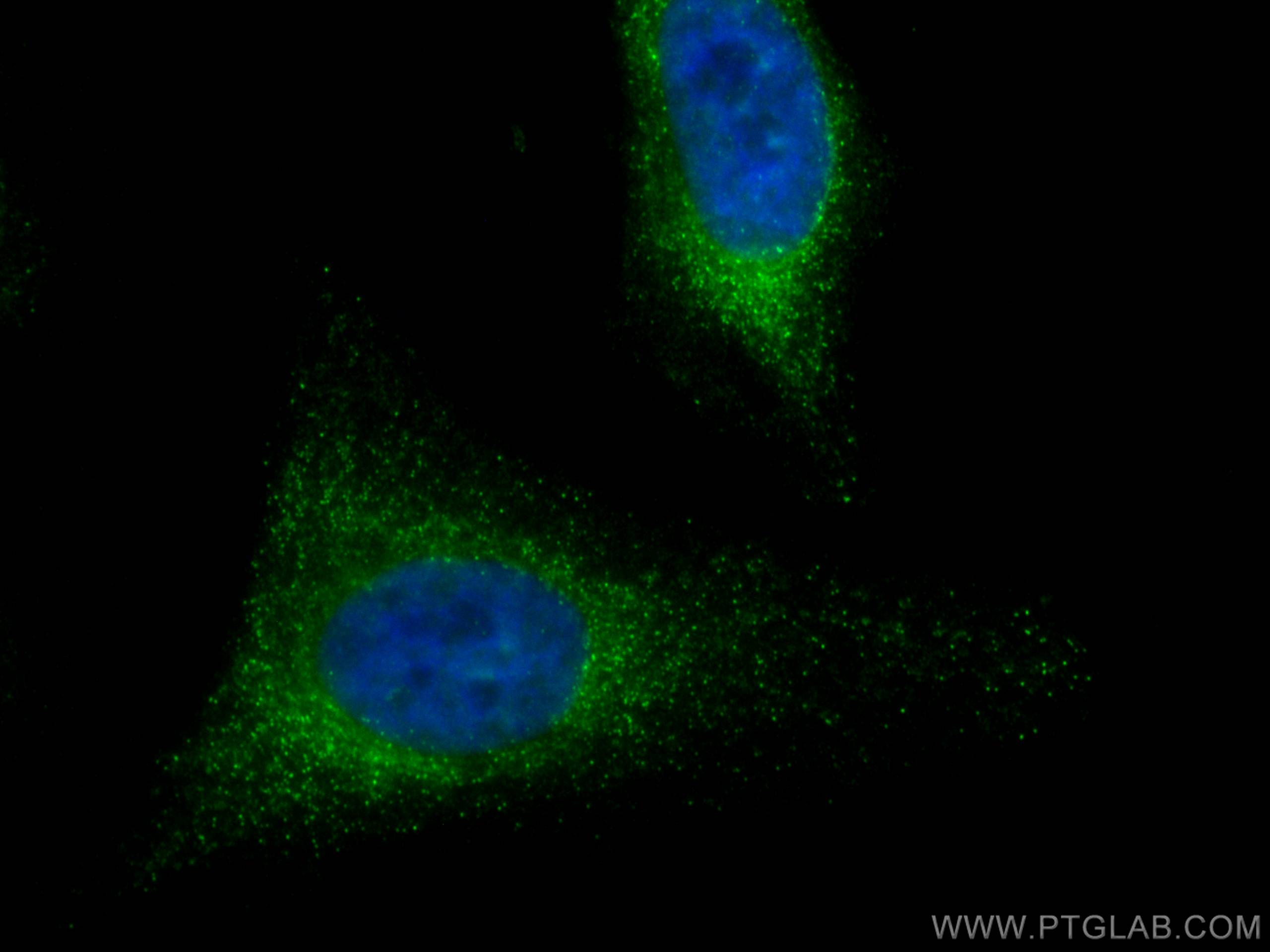 IF Staining of HeLa using CL488-67518