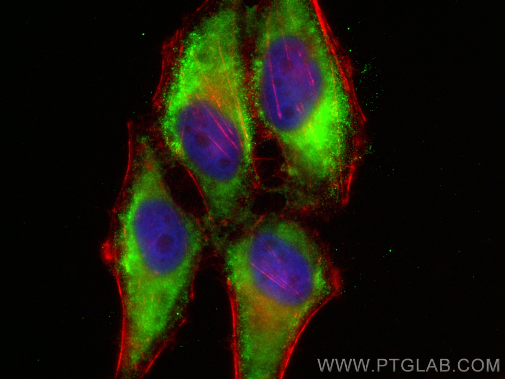 Immunofluorescence (IF) / fluorescent staining of HepG2 cells using CoraLite® Plus 488-conjugated HPS4 Polyclonal anti (CL488-14627)