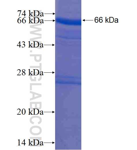 HPS4 fusion protein Ag6202 SDS-PAGE