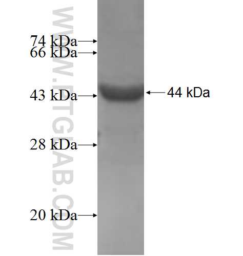 HPS4 fusion protein Ag6297 SDS-PAGE
