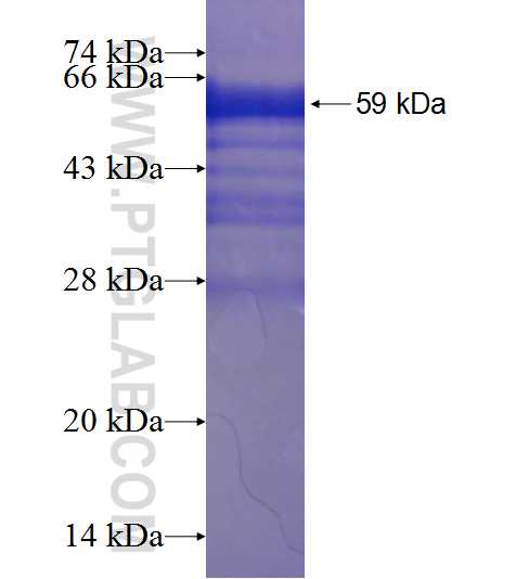 HPS6 fusion protein Ag1929 SDS-PAGE