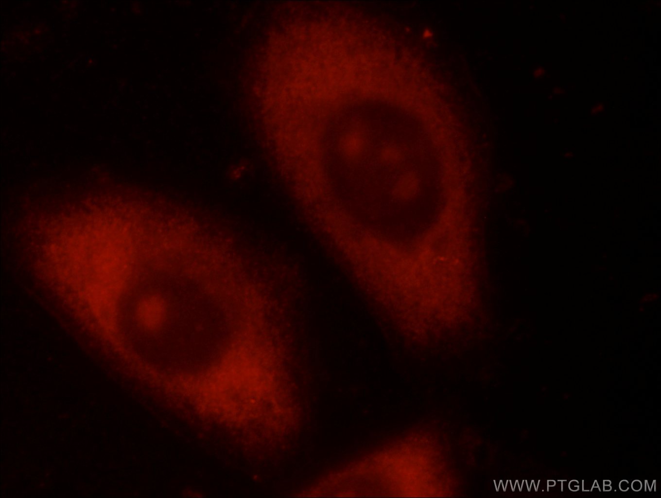 Immunofluorescence (IF) / fluorescent staining of HepG2 cells using HPSE Polyclonal antibody (24529-1-AP)