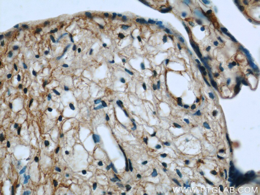 IHC staining of human placenta using 24529-1-AP