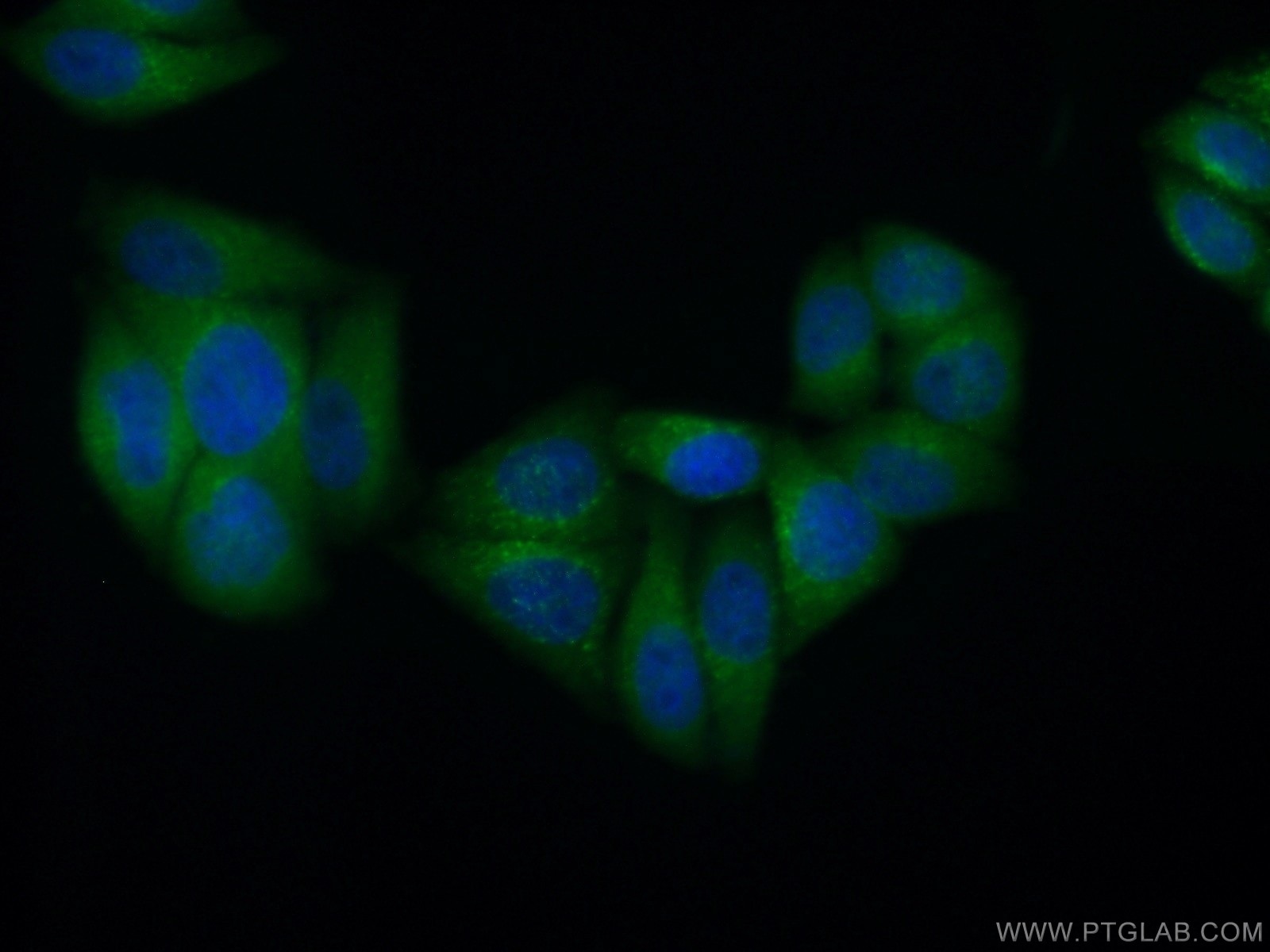 Immunofluorescence (IF) / fluorescent staining of HepG2 cells using HPSE Monoclonal antibody (66226-1-Ig)