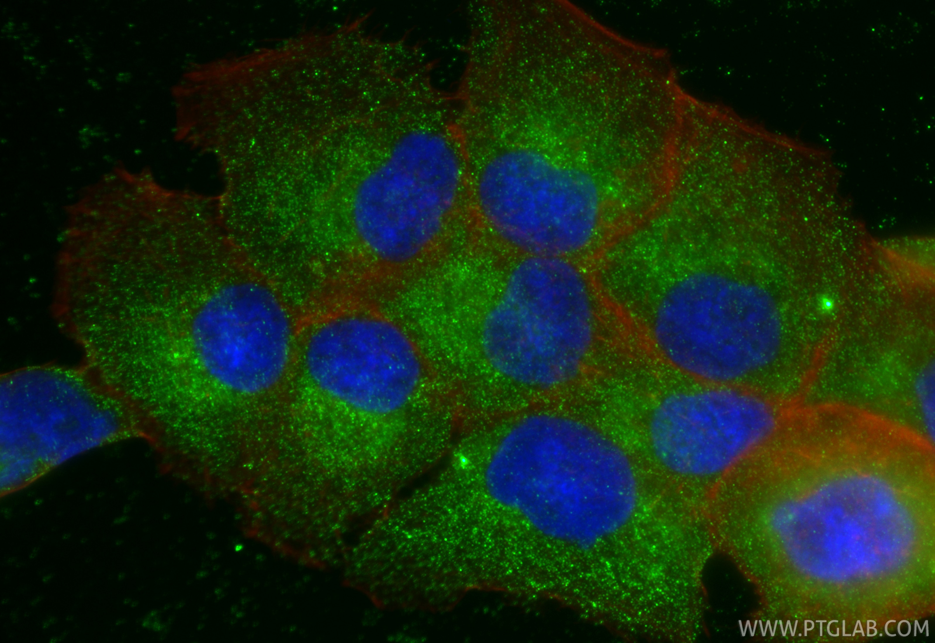 Immunofluorescent analysis of (-20°C Ethanol) fixed DU 145 cells using HPSE antibody (66226-1-Ig, Clone: 1D8B8 ) at dilution of 1:1000 and CoraLite®488-Conjugated Goat Anti-Mouse IgG(H+L) (SA00013-1), CL594-Phalloidin (red). Immunofluorescence (IF) / fluorescent staining of DU 145 cells using HPSE Monoclonal antibody (66226-1-Ig)