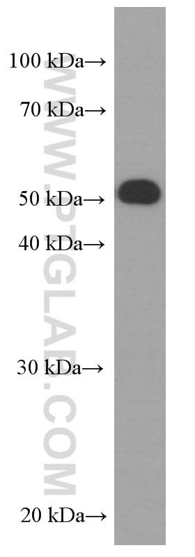 Western Blot (WB) analysis of HepG2 cells using HPSE Monoclonal antibody (66226-1-Ig)