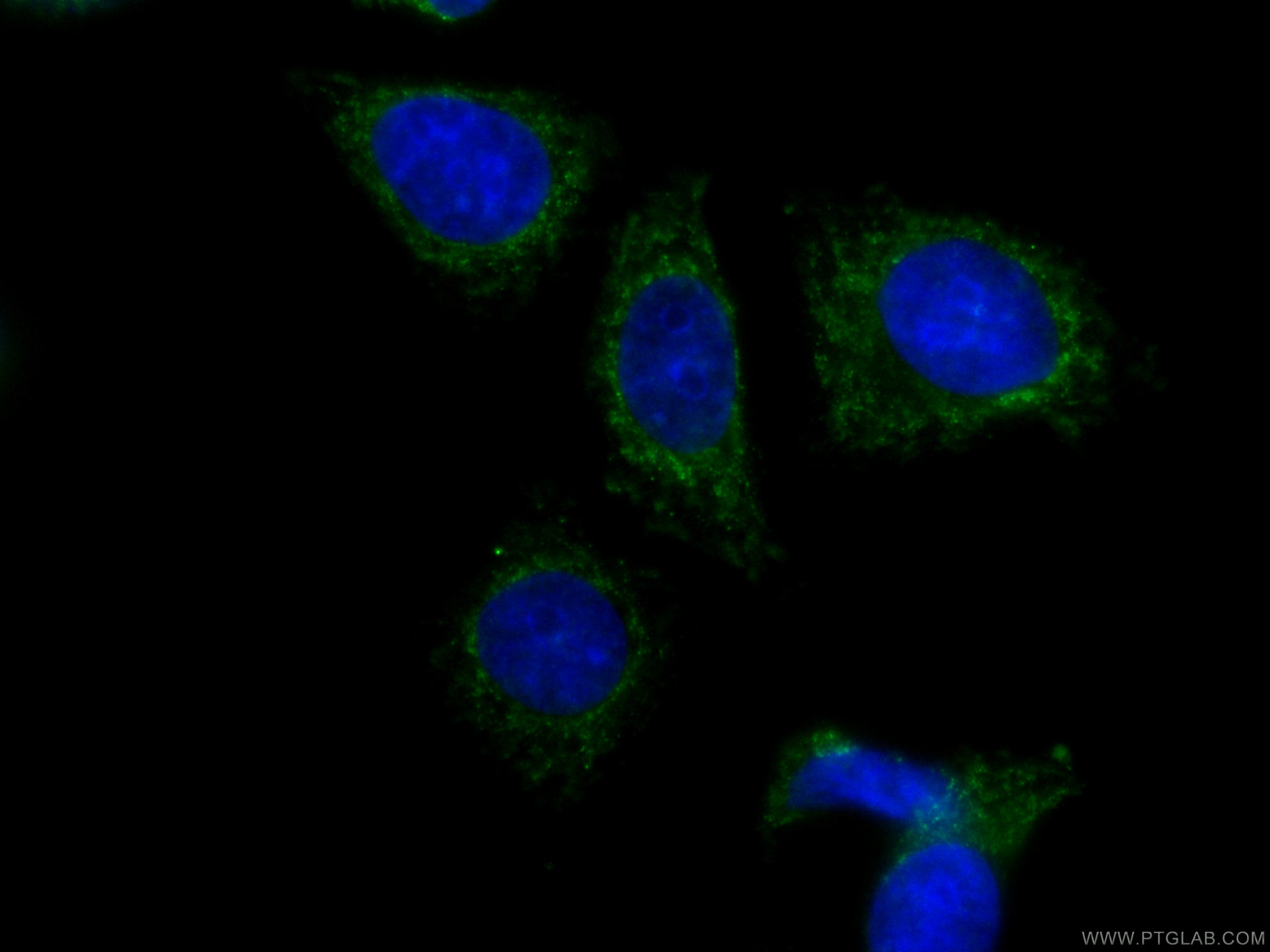 IF Staining of HepG2 using CL488-66226