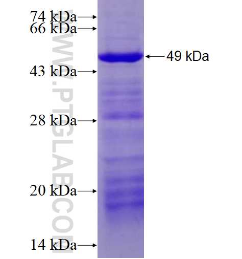 HPSE fusion protein Ag10067 SDS-PAGE