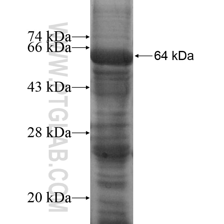 HPSE fusion protein Ag10167 SDS-PAGE