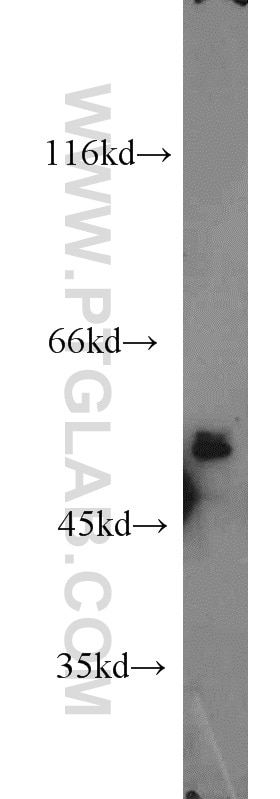 Western Blot (WB) analysis of L02 cells using HPSE2 Polyclonal antibody (21128-1-AP)