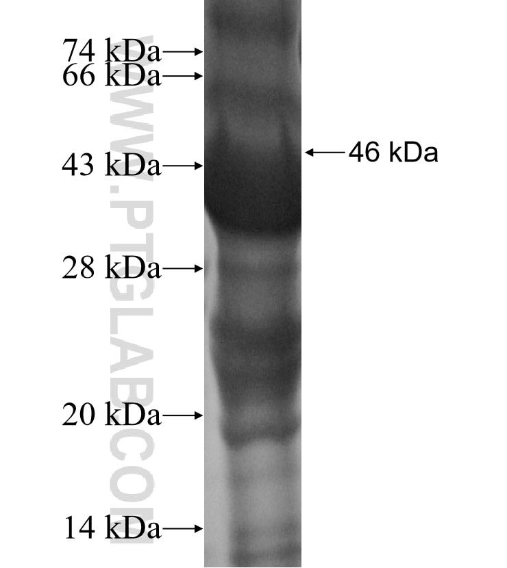 HPSE2 fusion protein Ag15526 SDS-PAGE
