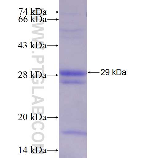 HPX fusion protein Ag8845 SDS-PAGE