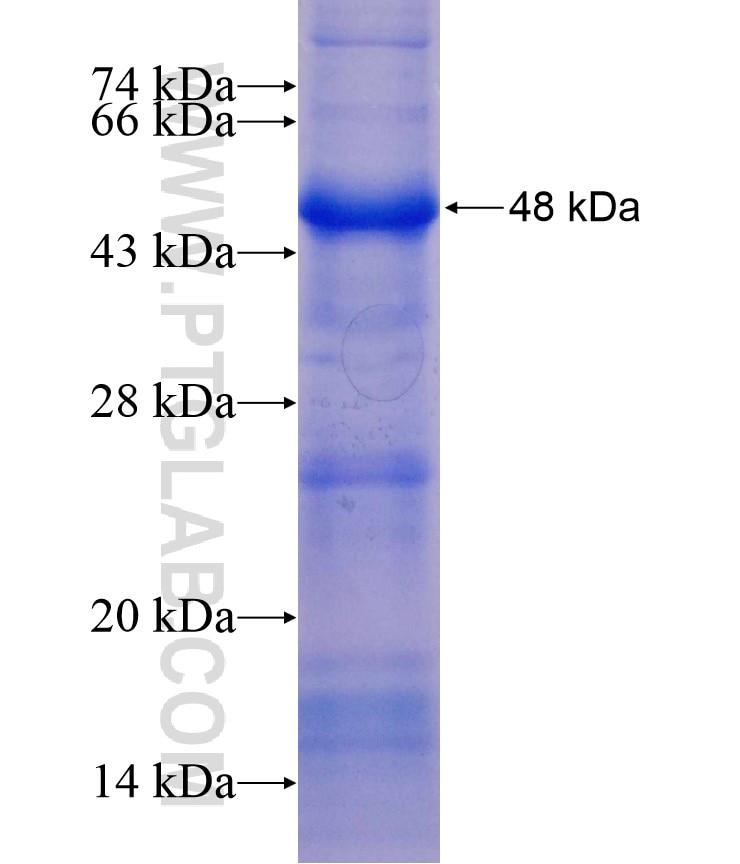 HR fusion protein Ag16992 SDS-PAGE
