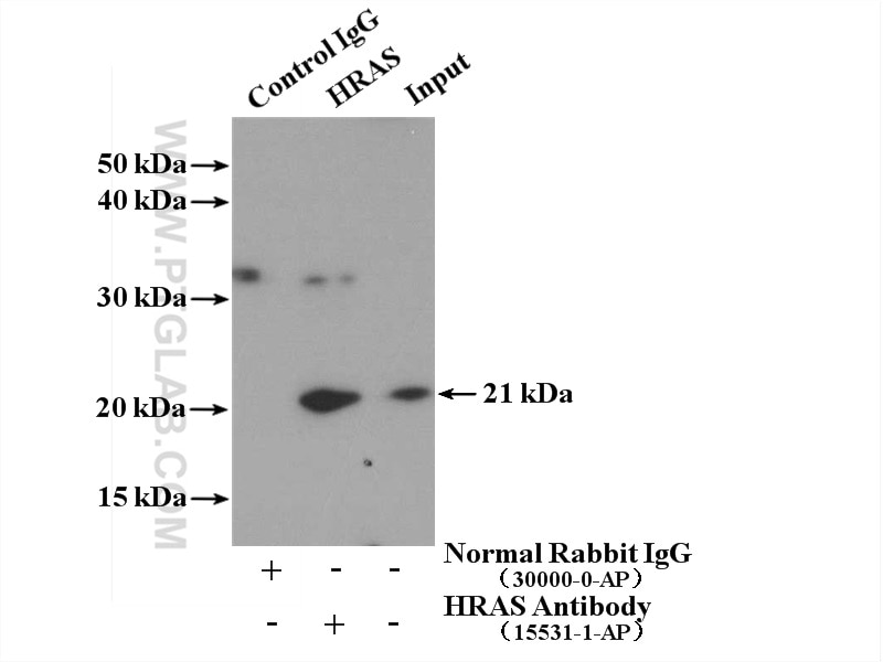 Immunoprecipitation (IP) experiment of HeLa cells using HRAS Polyclonal antibody (15531-1-AP)