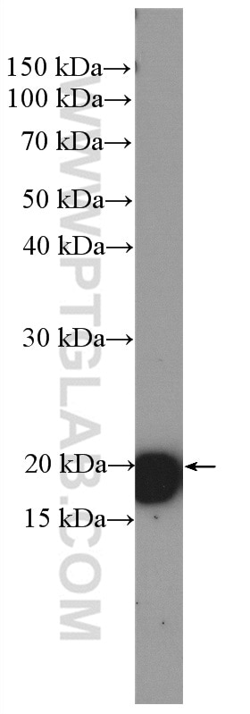 Western Blot (WB) analysis of PC-12 cells using HRAS Polyclonal antibody (15531-1-AP)
