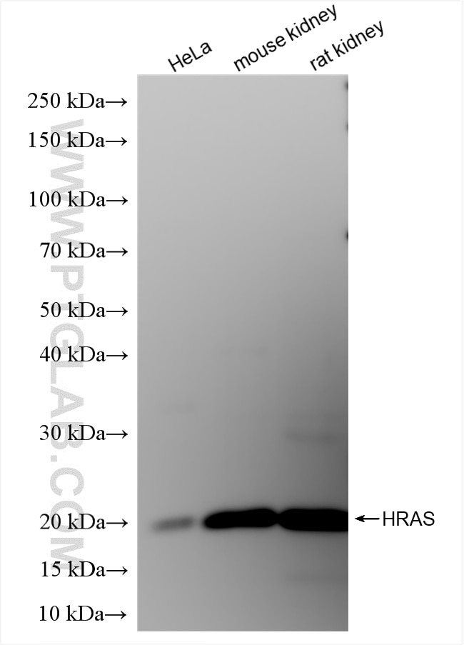 Western Blot (WB) analysis of various lysates using HRAS Polyclonal antibody (15531-1-AP)