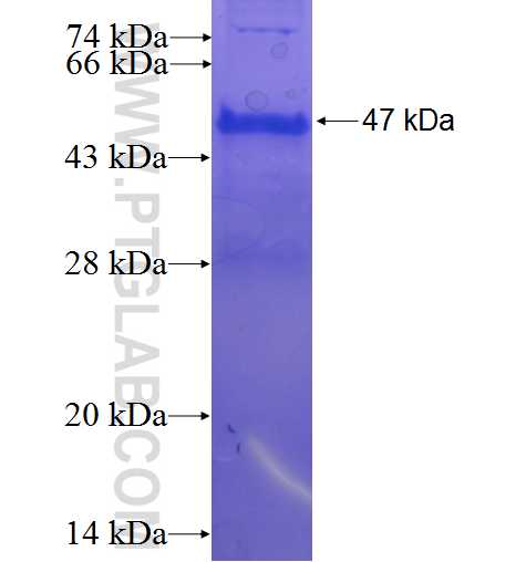 HRAS fusion protein Ag23265 SDS-PAGE