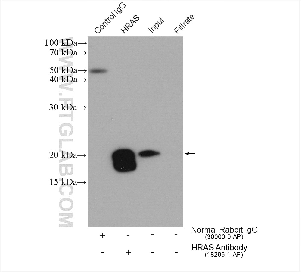 Immunoprecipitation (IP) experiment of mouse brain tissue using HRAS-Specific Polyclonal antibody (18295-1-AP)