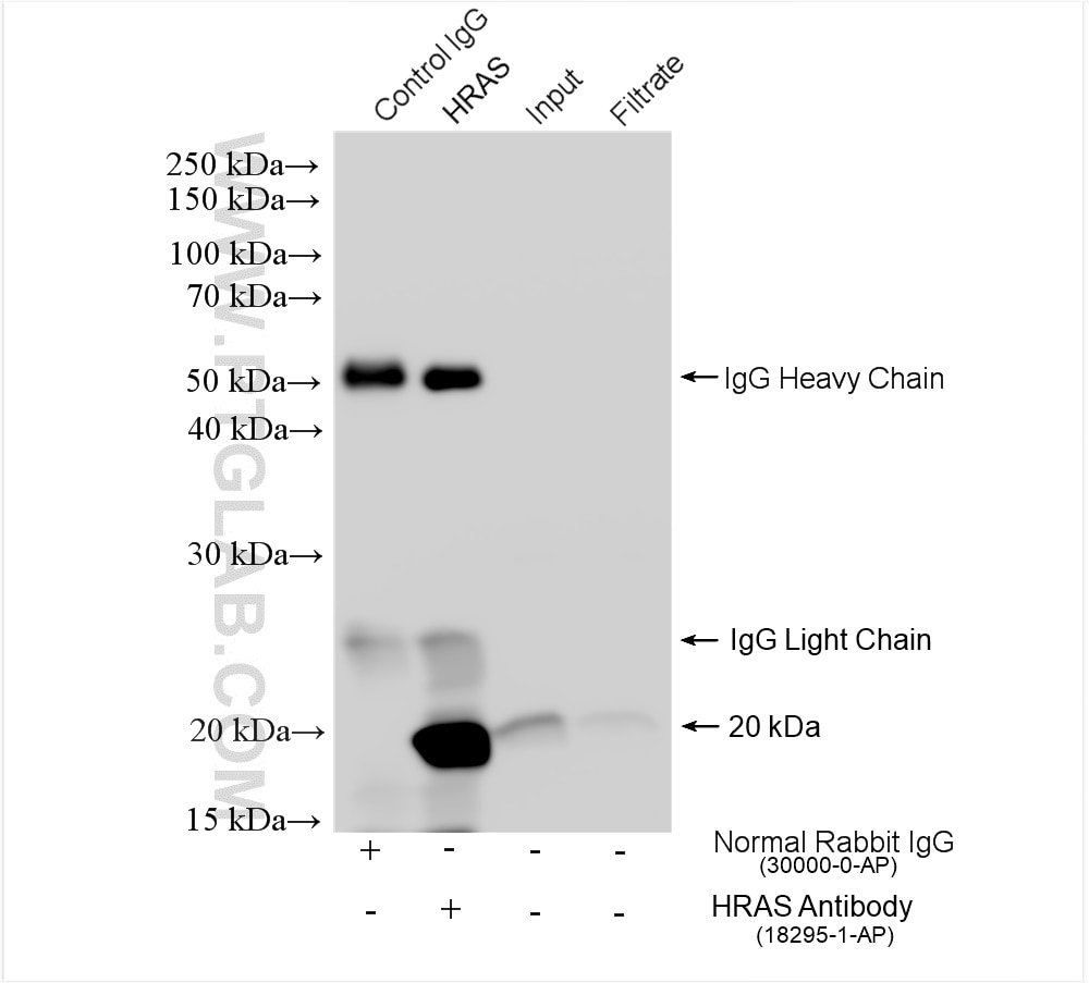Immunoprecipitation (IP) experiment of HEK-293 cells using HRAS-Specific Polyclonal antibody (18295-1-AP)