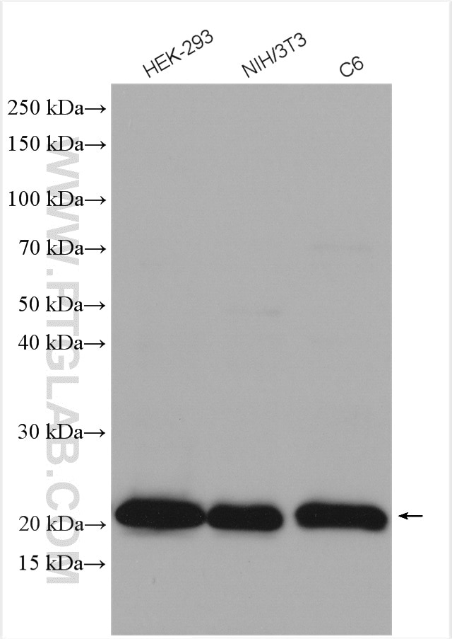 Western Blot (WB) analysis of various lysates using HRAS-Specific Polyclonal antibody (18295-1-AP)