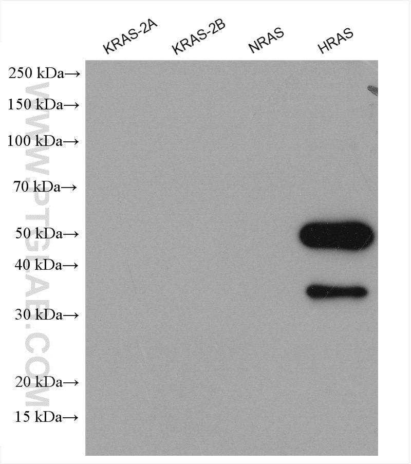 Western Blot (WB) analysis of various lysates using HRAS-Specific Polyclonal antibody (18295-1-AP)