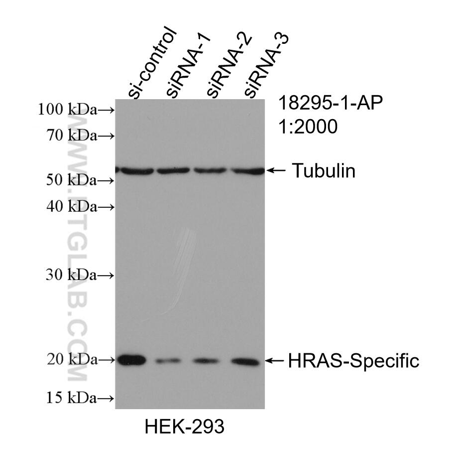 WB analysis of HEK-293 using 18295-1-AP