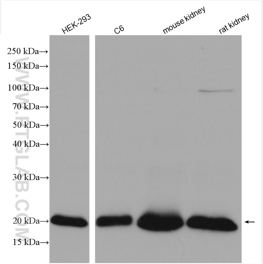 Western Blot (WB) analysis of various lysates using HRAS-Specific Polyclonal antibody (18295-1-AP)