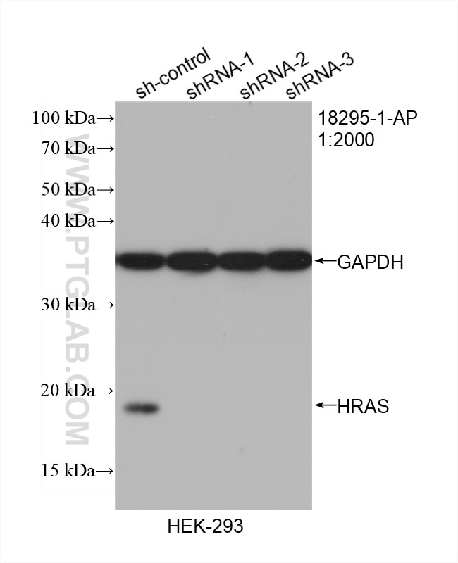 Western Blot (WB) analysis of HEK-293 cells using HRAS-Specific Polyclonal antibody (18295-1-AP)