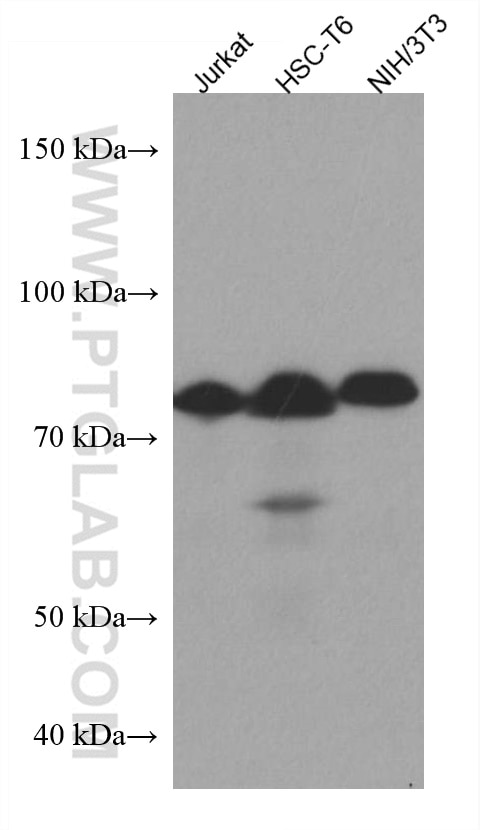 Western Blot (WB) analysis of various lysates using HRD1/SYVN1 Monoclonal antibody (67488-1-Ig)