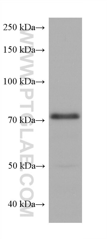 Western Blot (WB) analysis of NIH/3T3 cells using HRD1/SYVN1 Monoclonal antibody (67488-1-Ig)