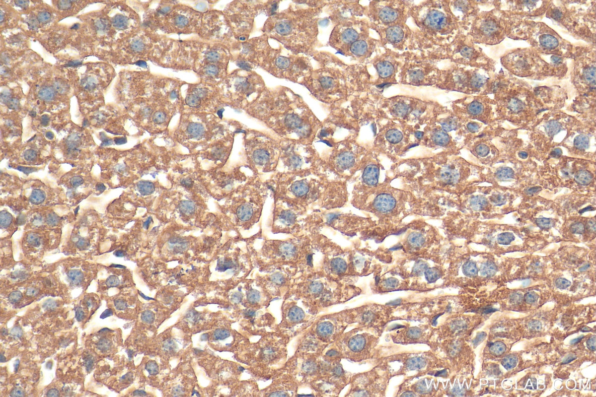 Immunohistochemistry (IHC) staining of mouse liver tissue using HRG Polyclonal antibody (26252-1-AP)