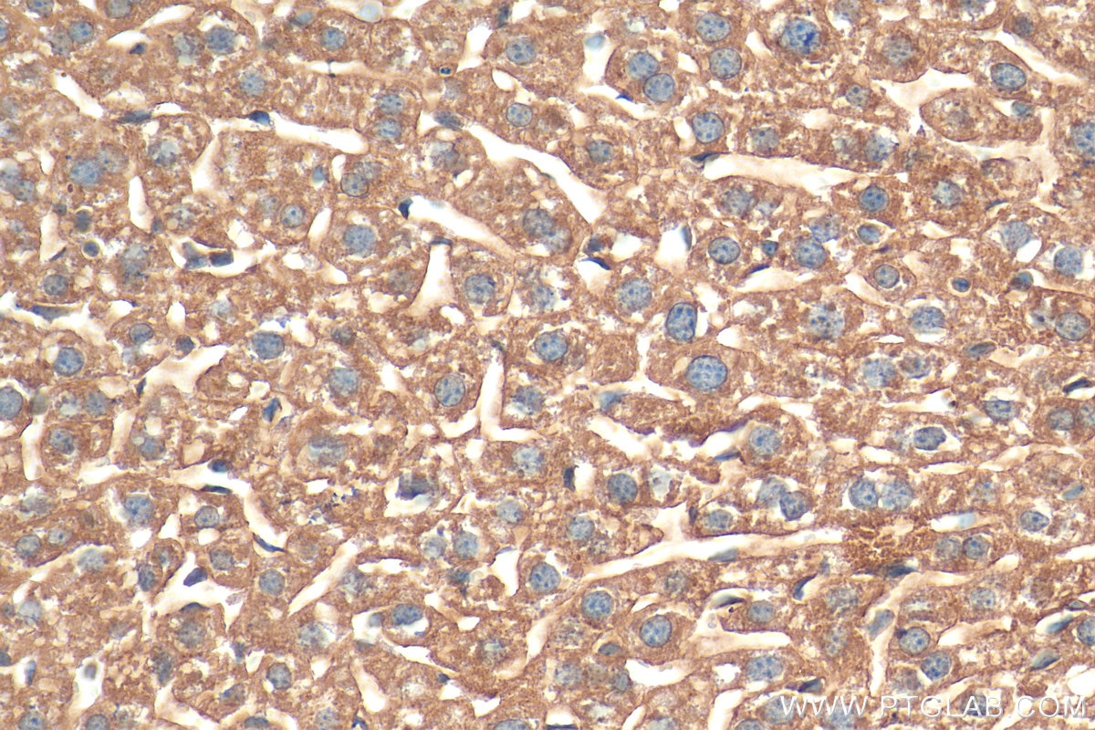 IHC staining of mouse liver using 26252-1-AP