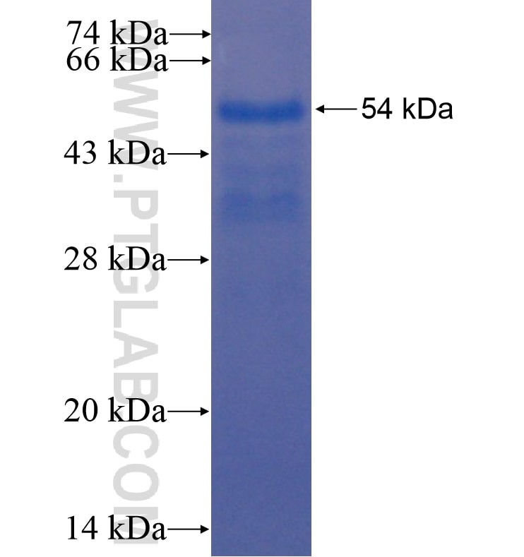 HRG fusion protein Ag16278 SDS-PAGE