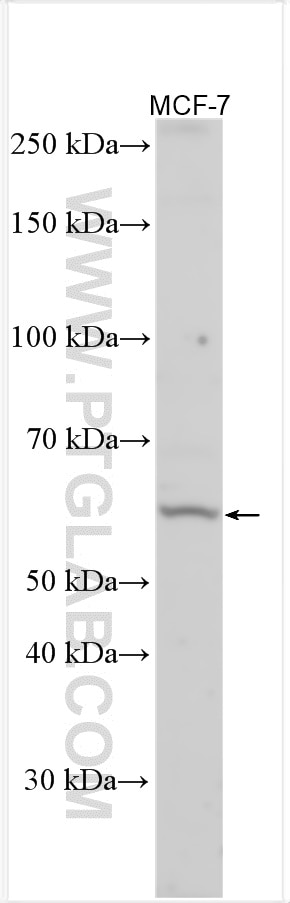 Western Blot (WB) analysis of various lysates using HRH1 Polyclonal antibody (28763-1-AP)