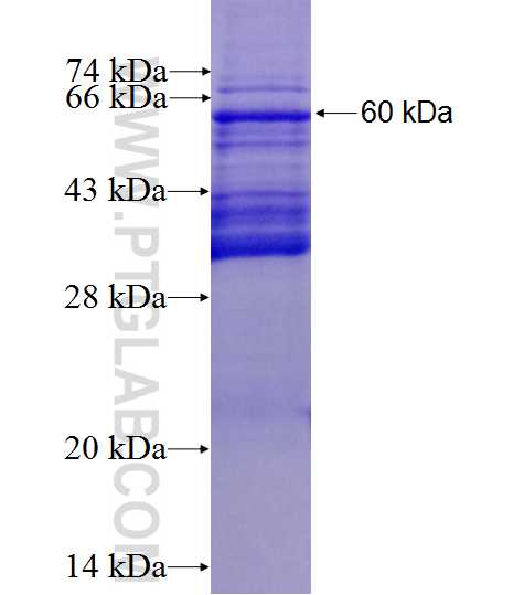HRH1 fusion protein Ag4067 SDS-PAGE