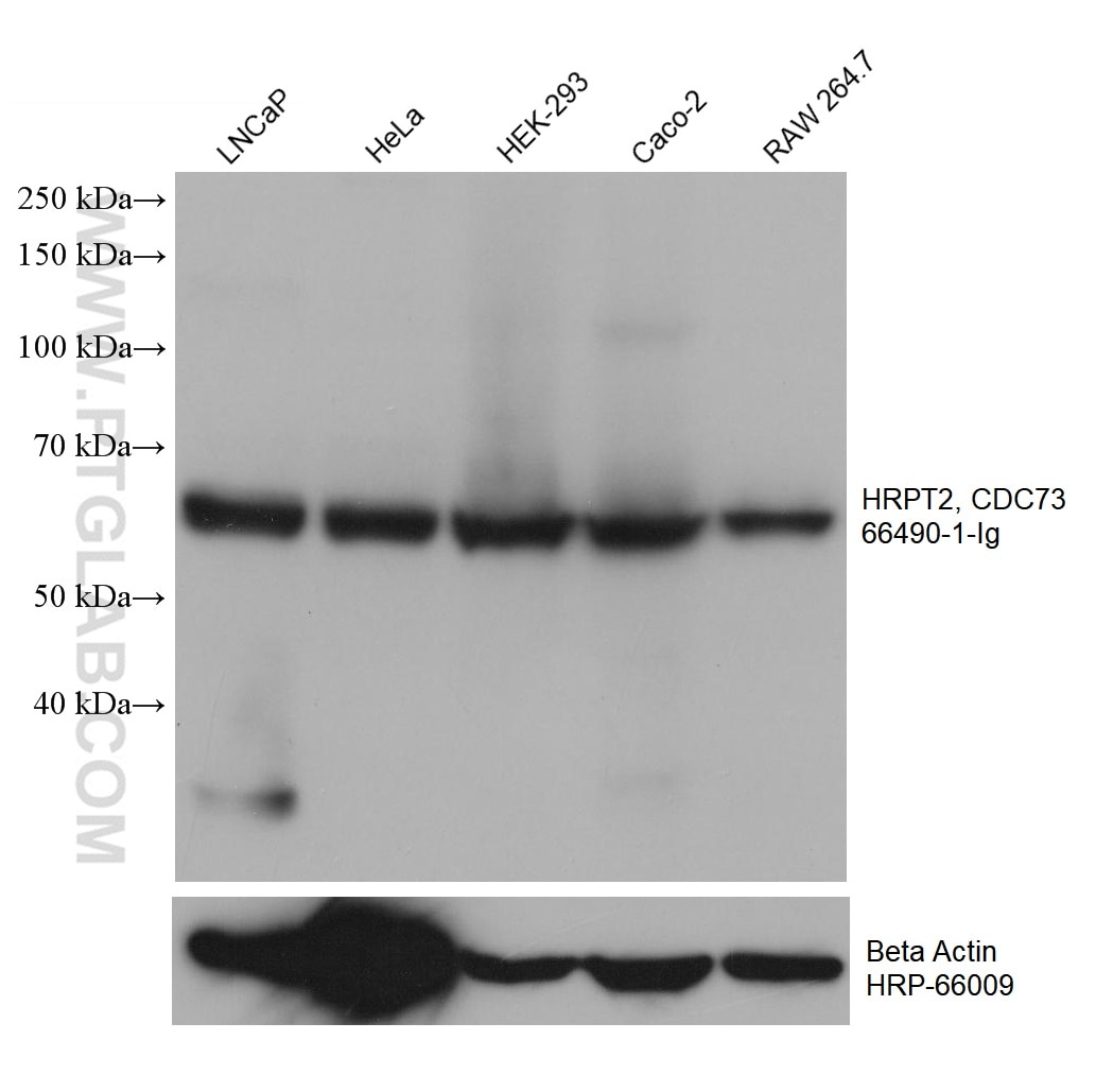WB analysis using 66490-1-Ig
