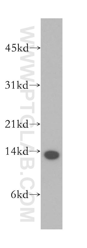Western Blot (WB) analysis of human liver tissue using HRSP12 Polyclonal antibody (12930-1-AP)