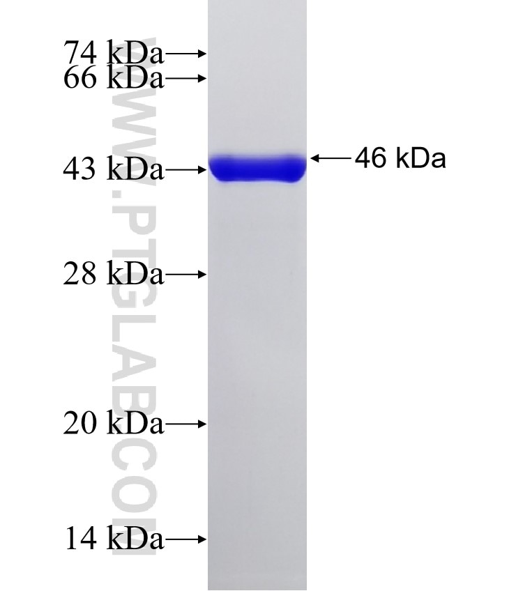 HRV3C fusion protein Ag32656 SDS-PAGE HRV3C fusion protein Ag32656 SDS-PAGE